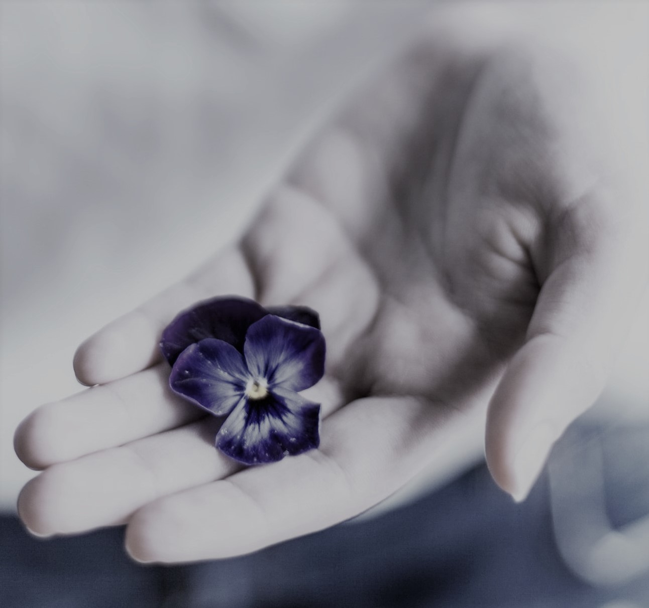 Imagem de uma mão feminina com a palma virada para cima. Sobre a palma da mão há uma flor de amor perfeito. A ideia que a mão oferece a flor para você.