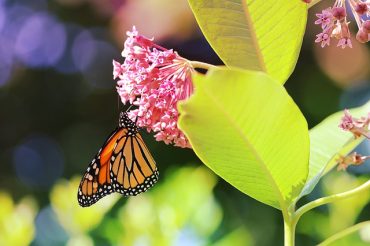 Borboleta monarca