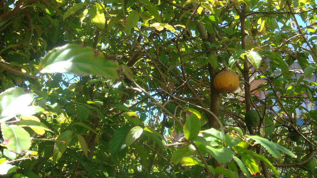 Oncoba Spinosa. árvore e fruto