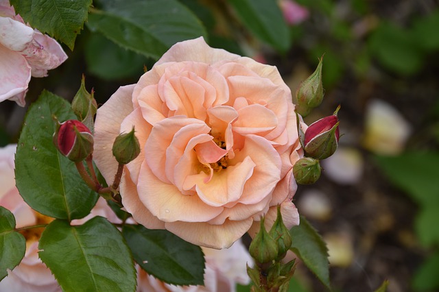 Rosa - roseira cor de rosa