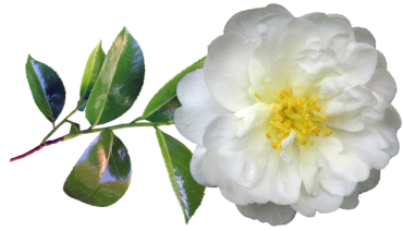 Camelia-flor-Imagem-de-Beverly-Buckley-in-Pixabay-2020