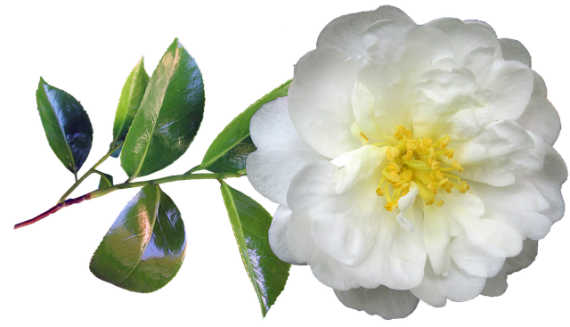 Camelia-flor-Imagem-de-Beverly-Buckley-in-Pixabay-2020