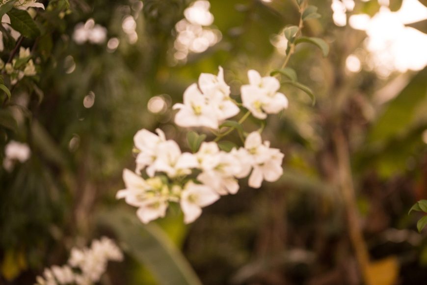 Tem flores coloridas, brancas, grandes e pequenas.