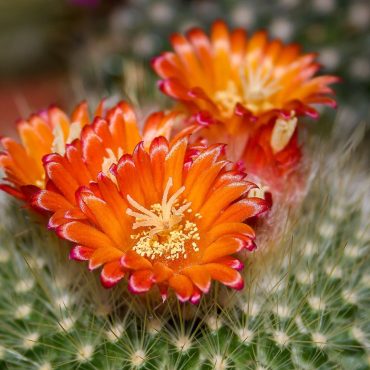 Flores de cacto