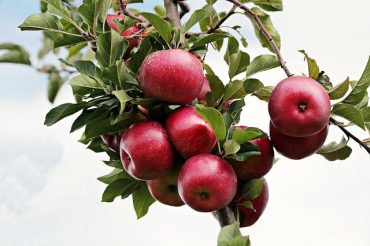 Ramo de macieira repleto de pequenas maçãs vermelhas